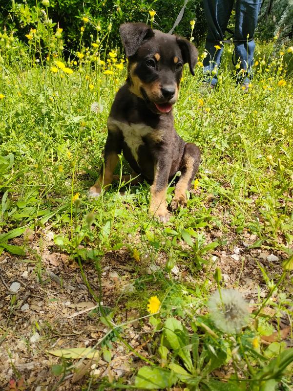 🐶 “Dodo, un cucciolo che non vuole crescere invisibile” Foto 5